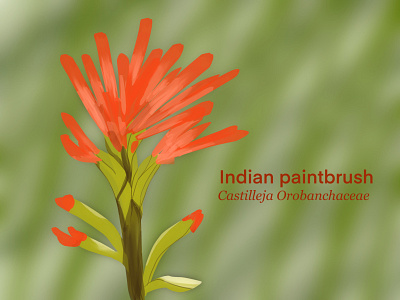 Indian Paintbrush