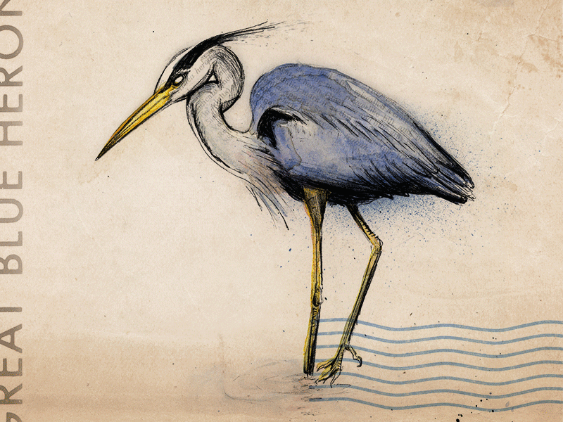 Ornithology 03 (GIF) bird illustration ink process watercolor