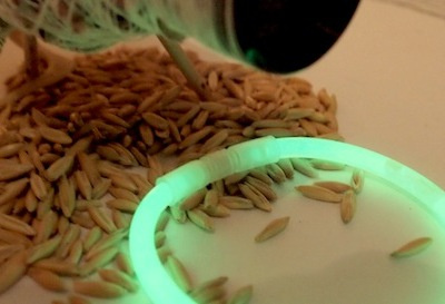 Glow seed