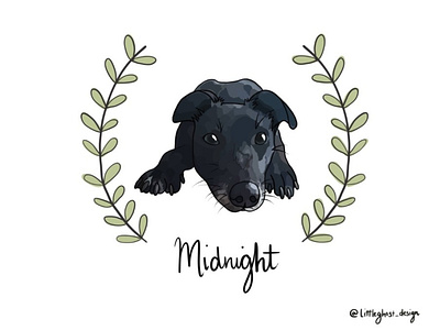 Midnight's portrait