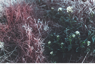 Frozen flowers