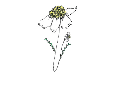 Daisy design drawing illustration
