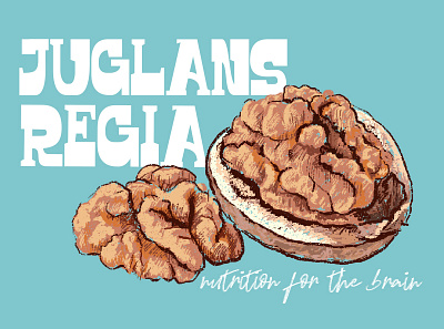 Walnut biofarm blue design illustration nut nutrition procreate walnut