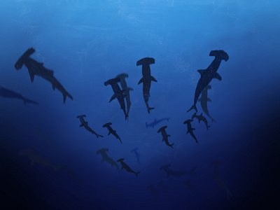 Shark week blue design hammerhead shark illustration ocean procreate shark