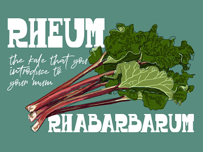 Rhubarb design illustration procreate rhubarb