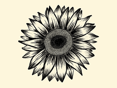 Chianti Sunflower Outlines