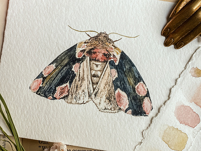 Peach Blossom Moth