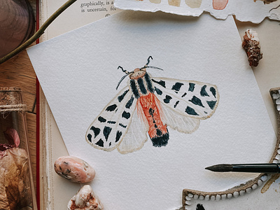 Mexican Tiger Moth botanical design illustration moth painting portrait watercolor