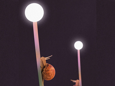 Snails 2d animation colors debut design illustration motion motion graphics snails