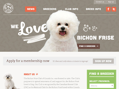 Bichon about us breeder cubano dog dogs homepage pet website splash content web design