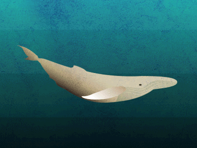 marine mammal beluga whale gif