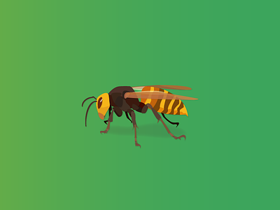 Hornet bee hornet illustration insect