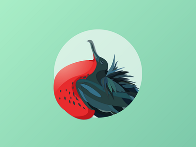 Frigatebird bird frigatebird illustration