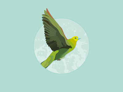 Green Pigeon bird illustrator works