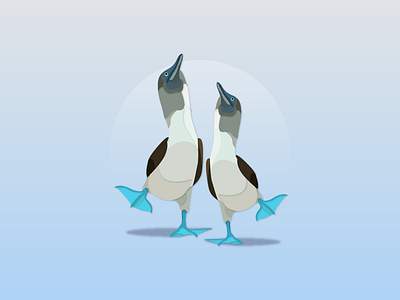 Blue-footed Booby bird booby illustrator works