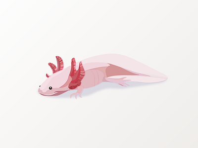Axolotl amphibian axolotl illustrator works