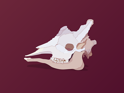 Giraffe Skull