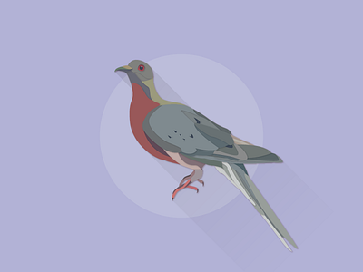 Passenger Pigeon bird illustrator pigeon works