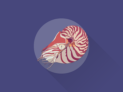 Nautilus