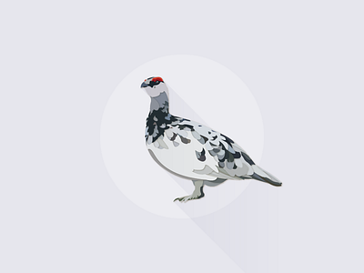 Ptarmigan