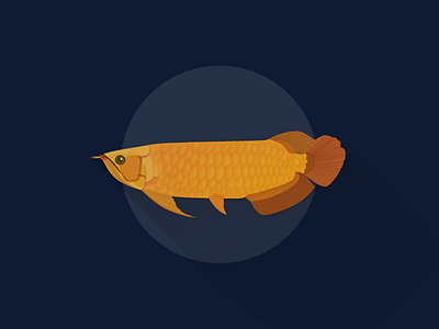 Arowana fish illustrator works
