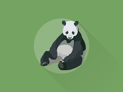 Giant Panda