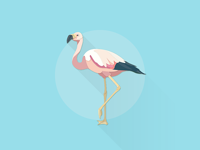 Andean Flamingo illustrator works