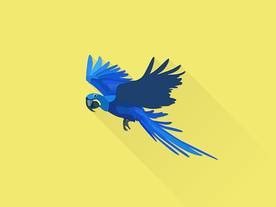 Hyacinth Macaw illustrator works