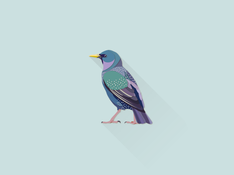 Starling by Kanako Fukiage on Dribbble