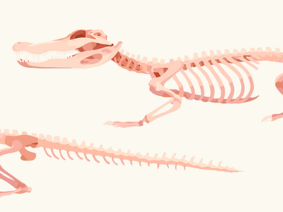 Crocodile Skeleton alligator animal bone crocodile illustration skeleton skull