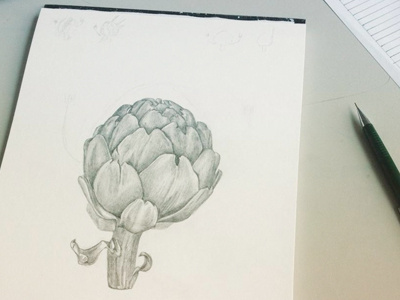 Artichoke drawing artichoke food illustration post card rock work in progress