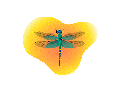 Dragonfly illustration illustration