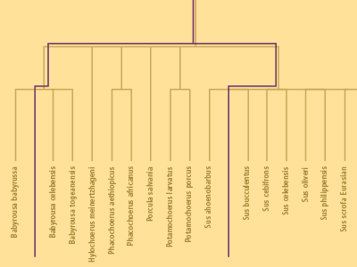 Zoo Infographic family tree infographic line taxonomy zoo
