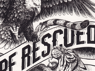 Rescued eagle illustration pen and ink sevenly tiger typography