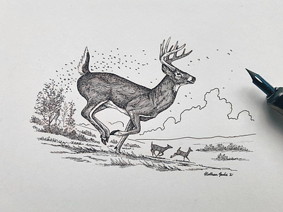 whitetail buck pencil drawings