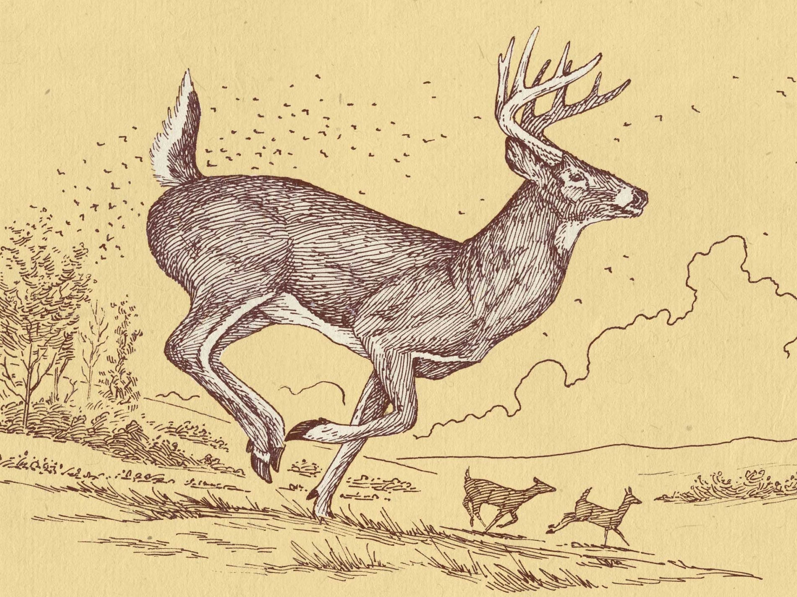 hunting sketches