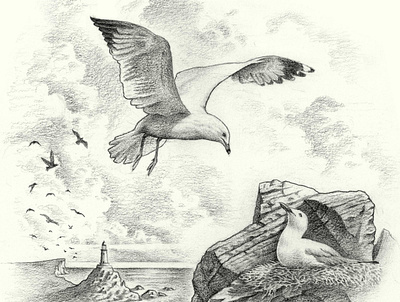 Gulls bird birds coast graphite gull illustration landscape lighthouse medium mediums nature nautical ocean pencil process sea seagull sketch traditional work in progess