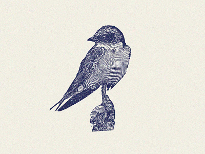 Swallow, Wood Engraving