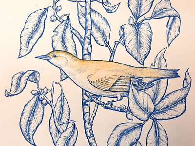 Bird bird branch colored pencil illustration leaves