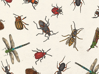 Insects bugs illustration insects