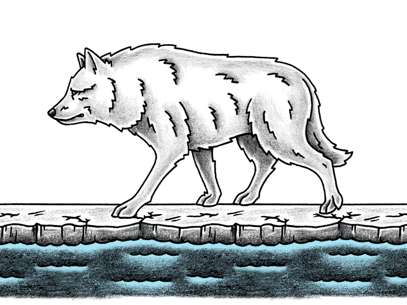 Arctic Wolf animation cel dog illustration motion wolf