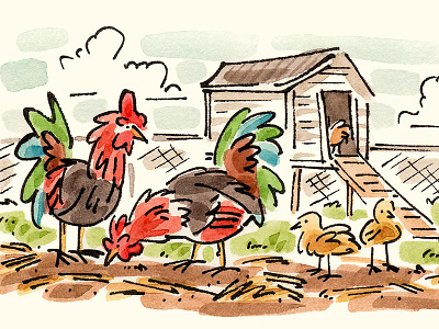 Chickens chickens chicks coop farm house illustration roosters watercolor