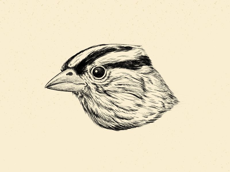 Six Sparrows bird brush and ink digital illustration hatching illustration nature pen and ink stippling