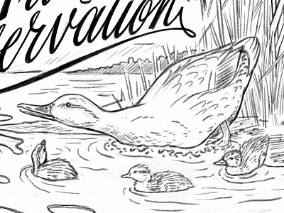 Ducks brood conservation duck ducks editorial habitat hen illustration mallard nature process sketch wildlife