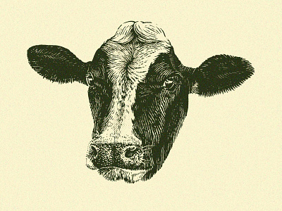 Cow Head agriculture animal animals cow engraving farm ink pen pen and ink scratchboard