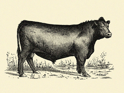 Bull agriculture angus animal beef bull classic cow farm food illustration livestock pen and ink restaurant spot traditional