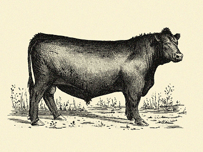 Bull