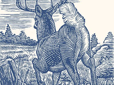 Buck buck deer engraving line engraving nature outdoors scratchboard wildlife wood engraving