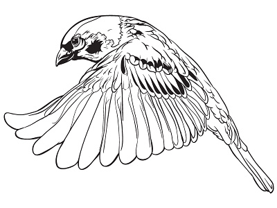 Sparrow Tattoo design bird buchanan drawing feather flight house sparrow illustration illustrator jessica jessicabuchanan kansas male sparrow vector wichita wing
