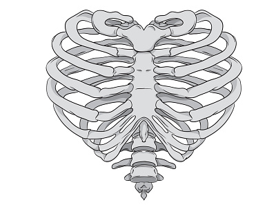 Rib Cage <3 anatomy bones buchanan heart illustration jess jessica kansas rib cage ribs skeleton vector wichita